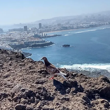 Bkd1 - Entero A 50 Metros Playa De Canteras * Las Palmas / Gran Canaria
